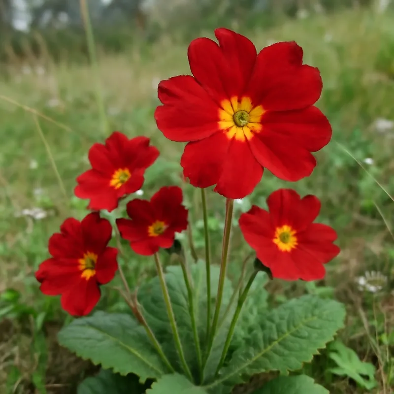 Primula – rot – Bild 4