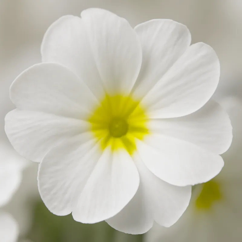Primula – weiß – Bild 2
