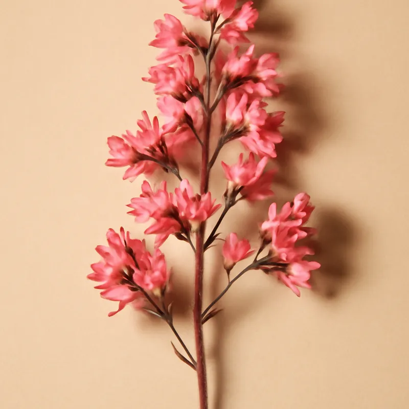 Alunrot – klassisk