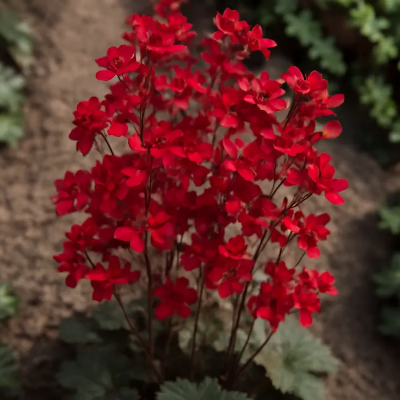 Alunwurz – rot – Bild 4