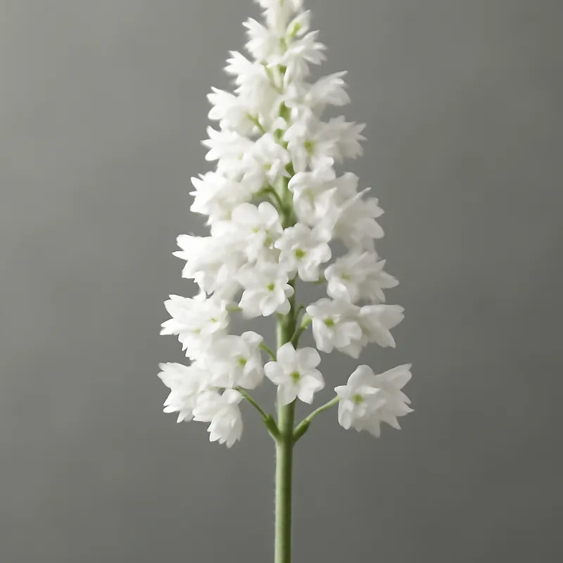 Alaunwurz – weiß – Bild 1