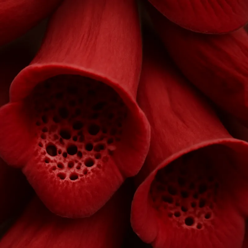 Fingerhutkraut – rot – Bild 2