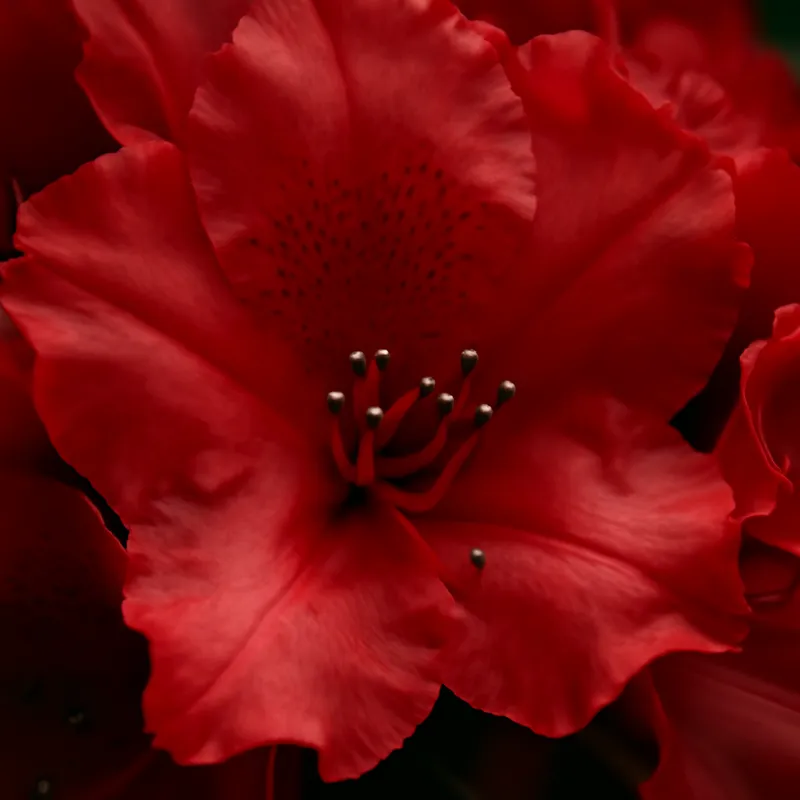 Rhododendron – rød – Bild 2