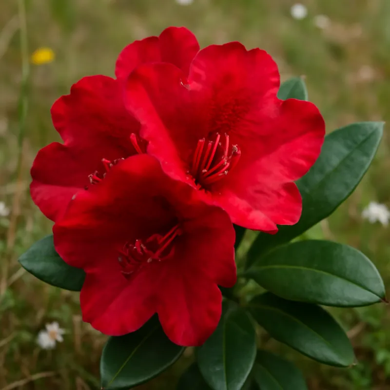 Rhododendron – rød – Bild 4