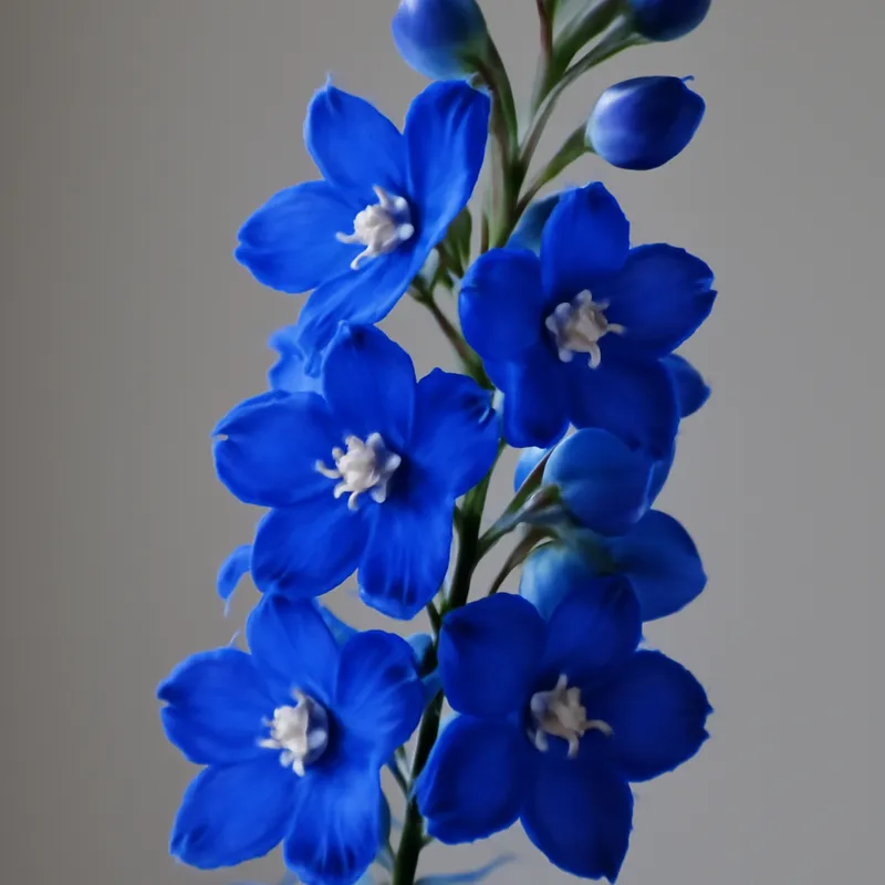 Rittersporn – klassisch