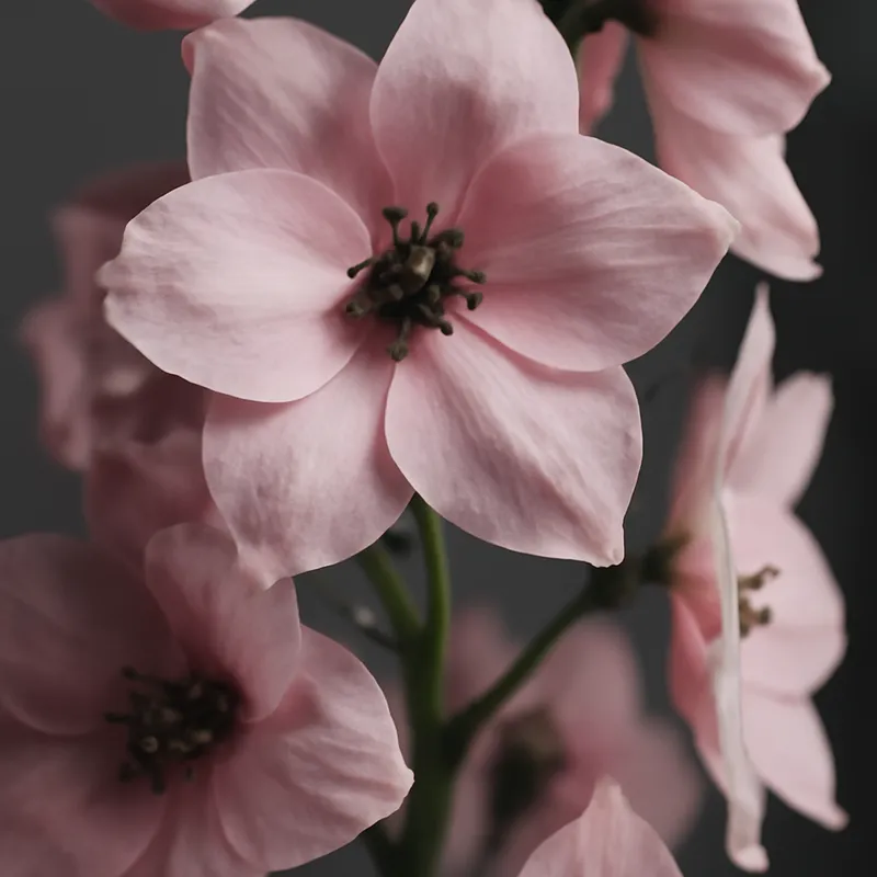 Rittersporn - rosa – Bild 2