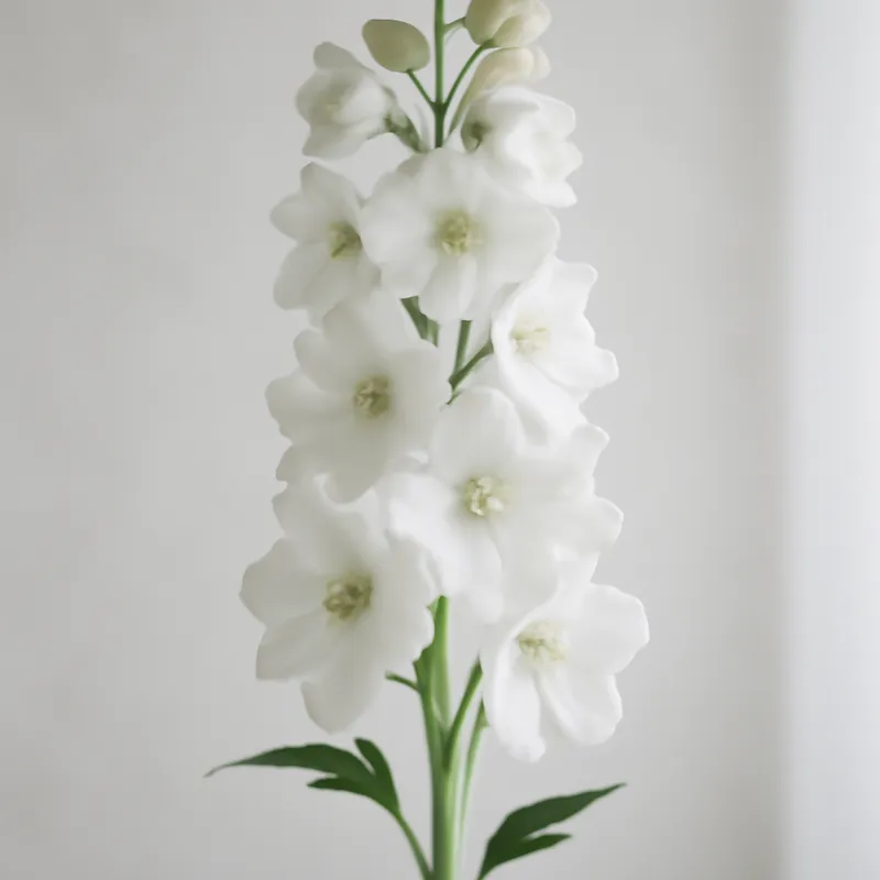 Rittersporn – weiß