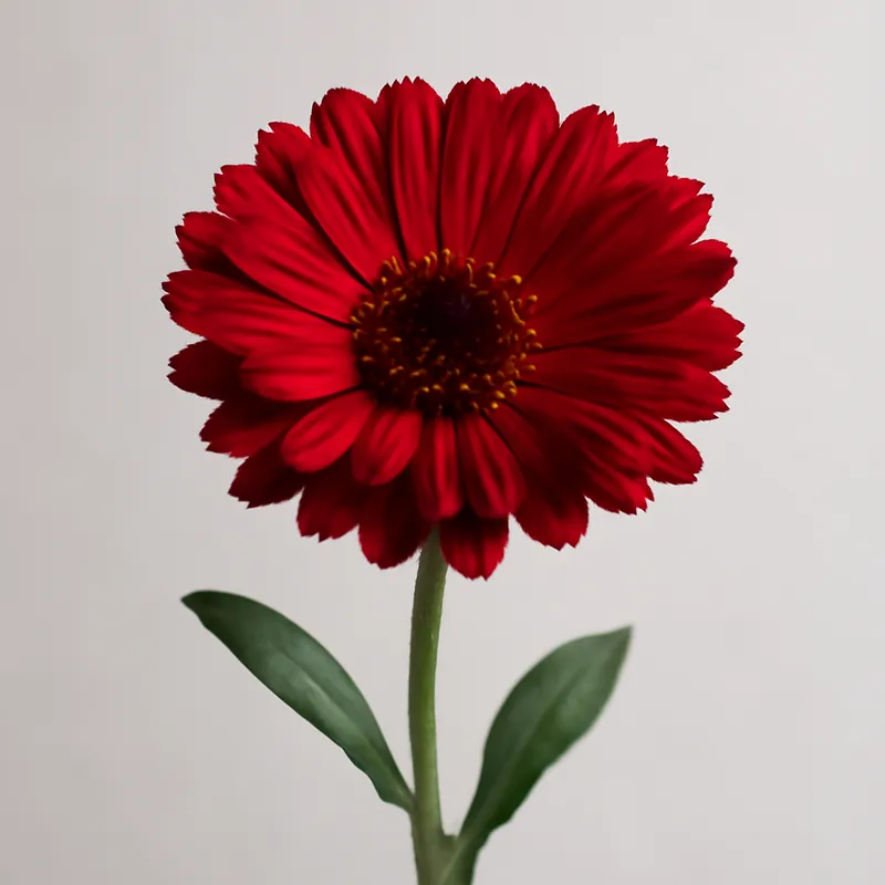 Ringblomst – rød – Bild 1