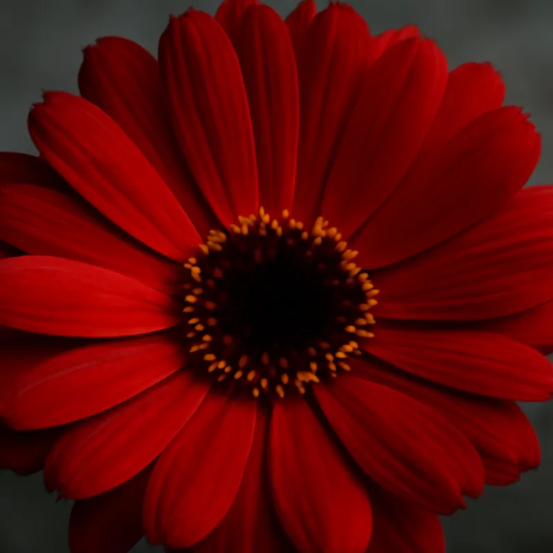 Ringblomst – rød – Bild 2