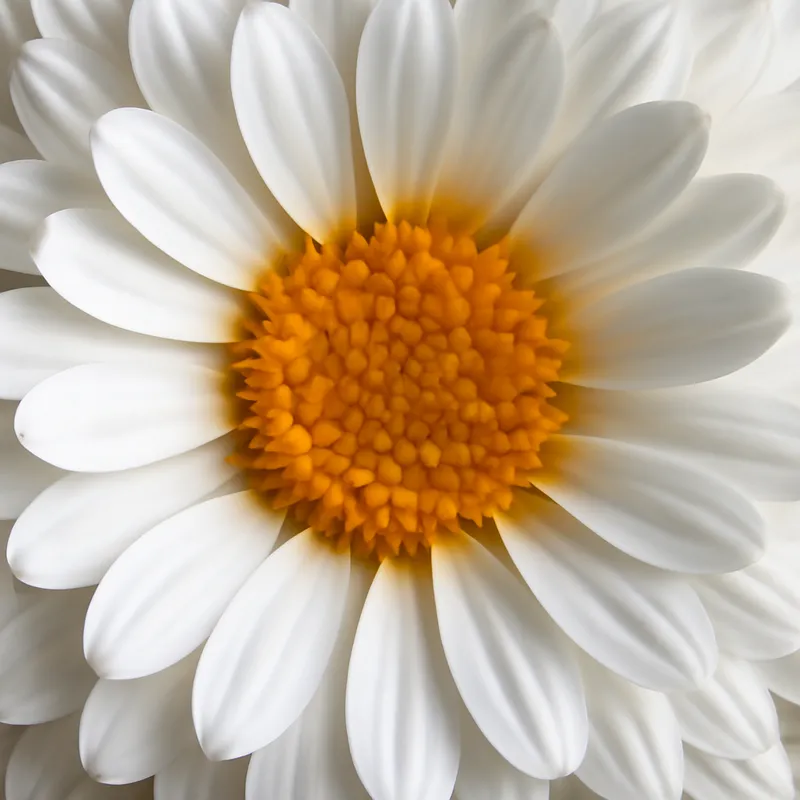 Ringelblume – weiß – Bild 2