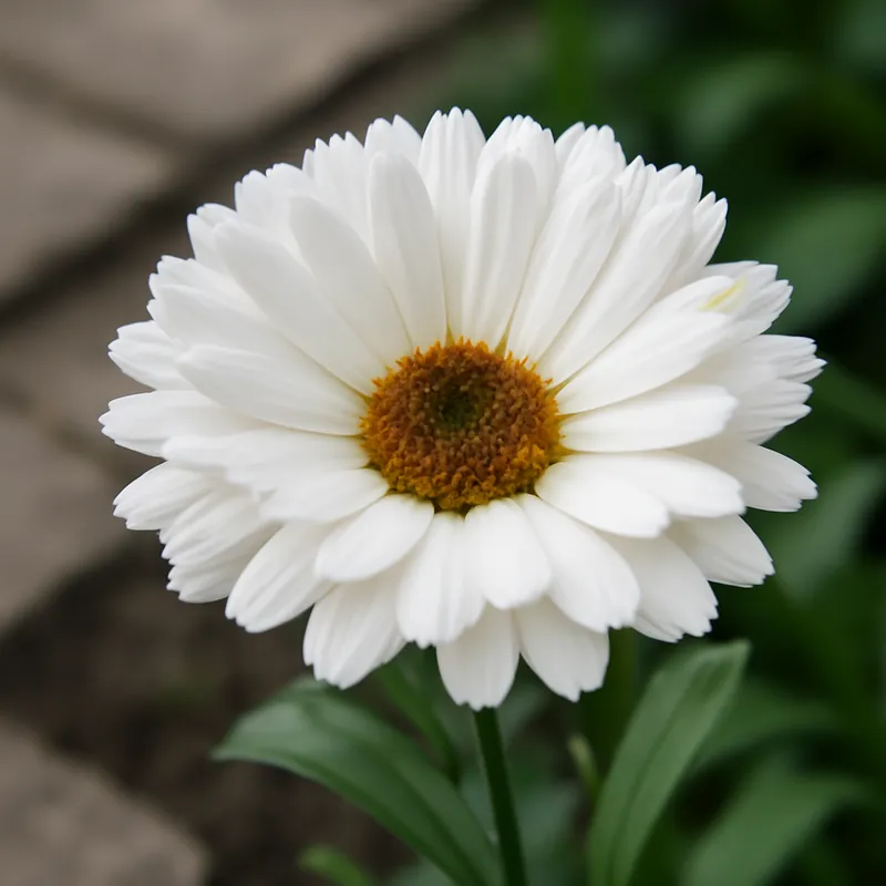 Ringelblume – weiß – Bild 4