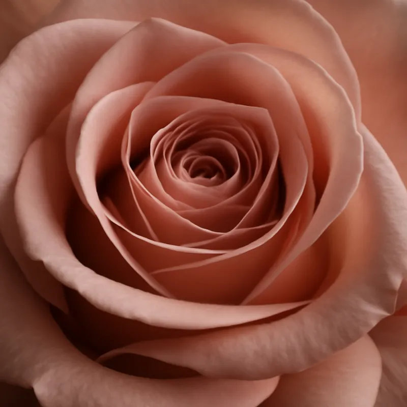 Rose – klassisch – Bild 2