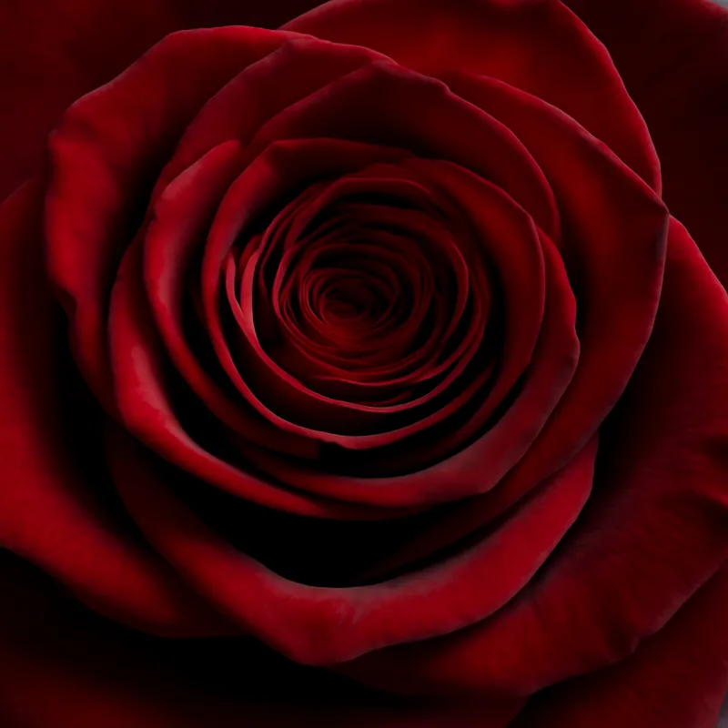 Rote Rosen arrangiert im Wohnzimmer