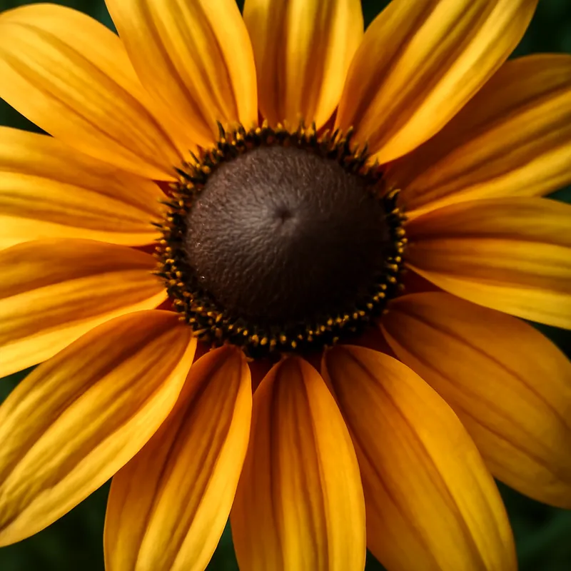 Rudbeckia – klassisch – Bild 2