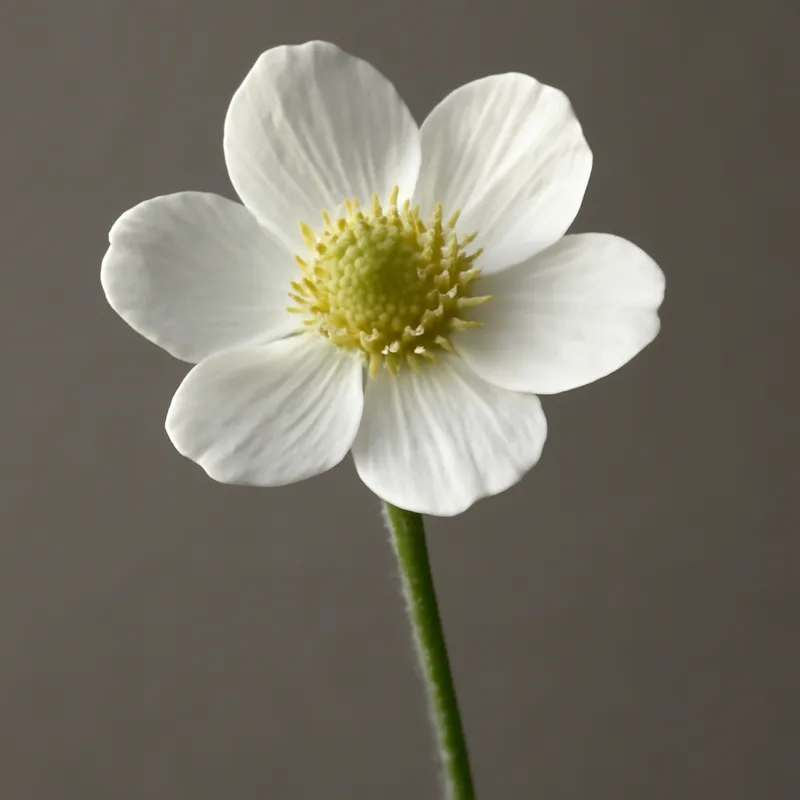 Butterblume – weiß