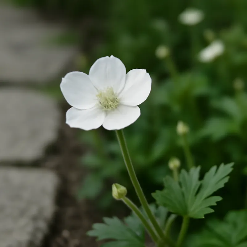 Butterblume – weiß – Bild 4