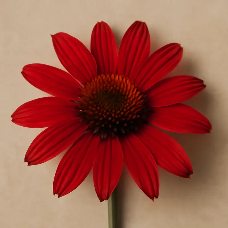 Rote Sonnenhut - klassisch