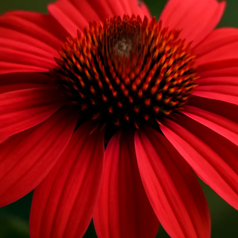 Rote Sonnenhut - klassisch – Bild 2