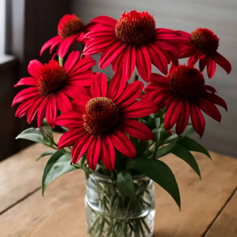 Rote Sonnenhut - klassisch – Bild 3