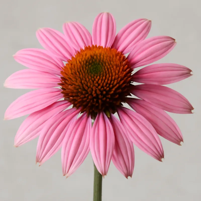 Rote Sonnenhut – rosa – Bild 1