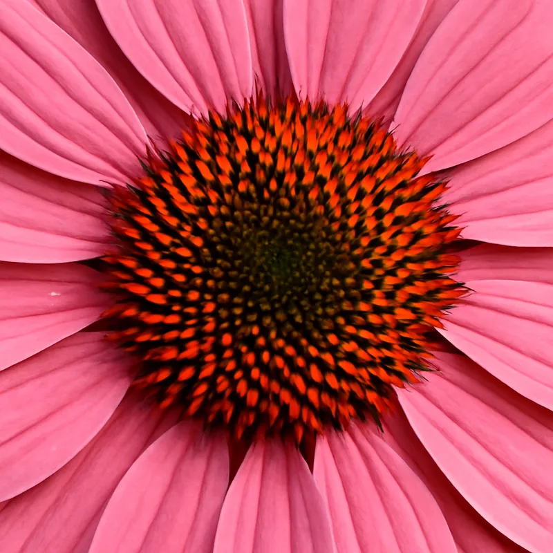 Rote Sonnenhut – rosa – Bild 2