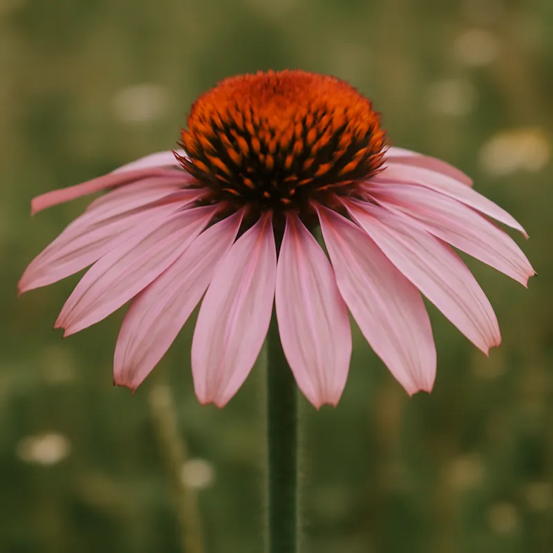 Rote Sonnenhut – rosa – Bild 4