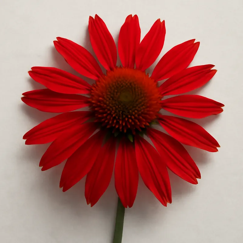 Roter Sonnenhut – rot