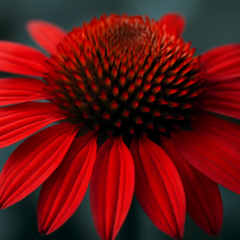 Roter Sonnenhut – rot – Bild 2