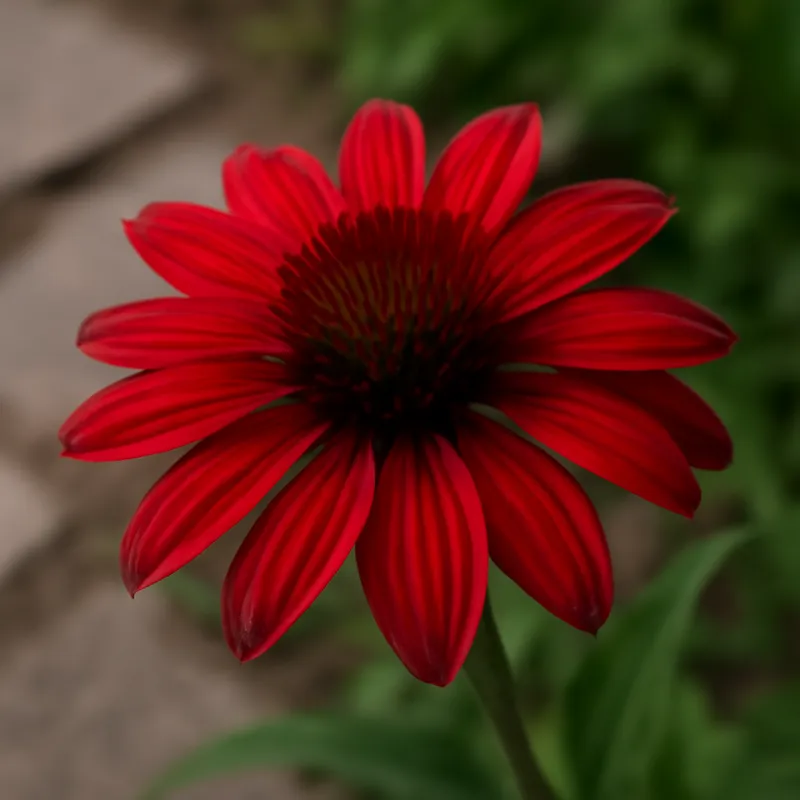 Roter Sonnenhut – rot – Bild 4