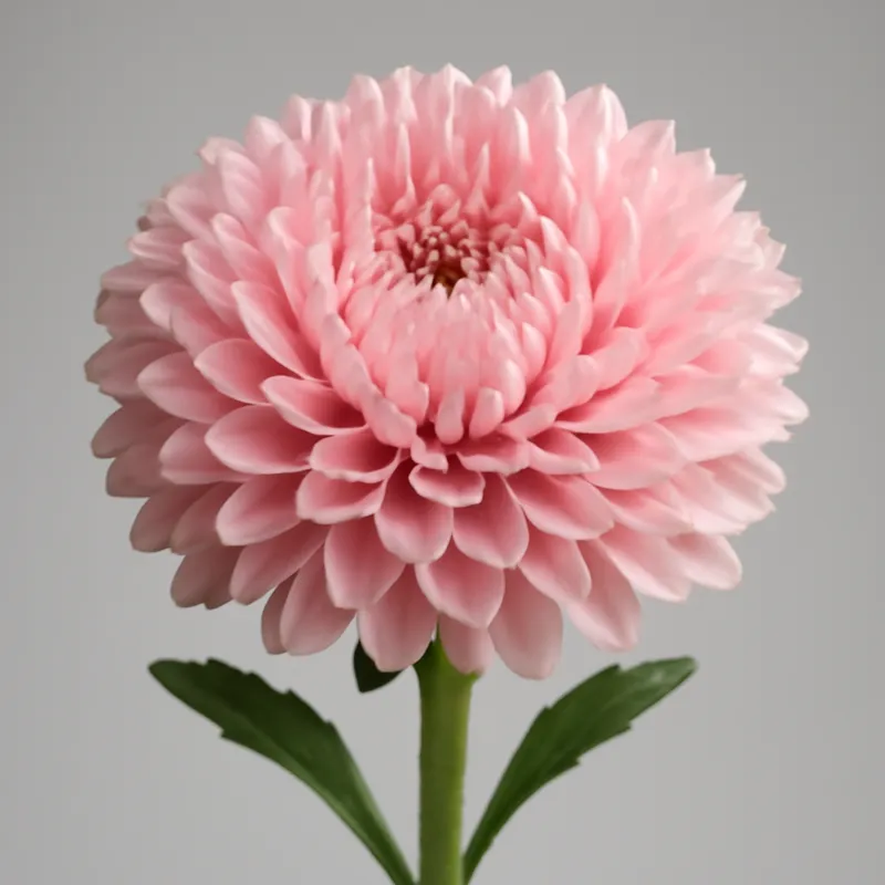 Sommaraster – rosa