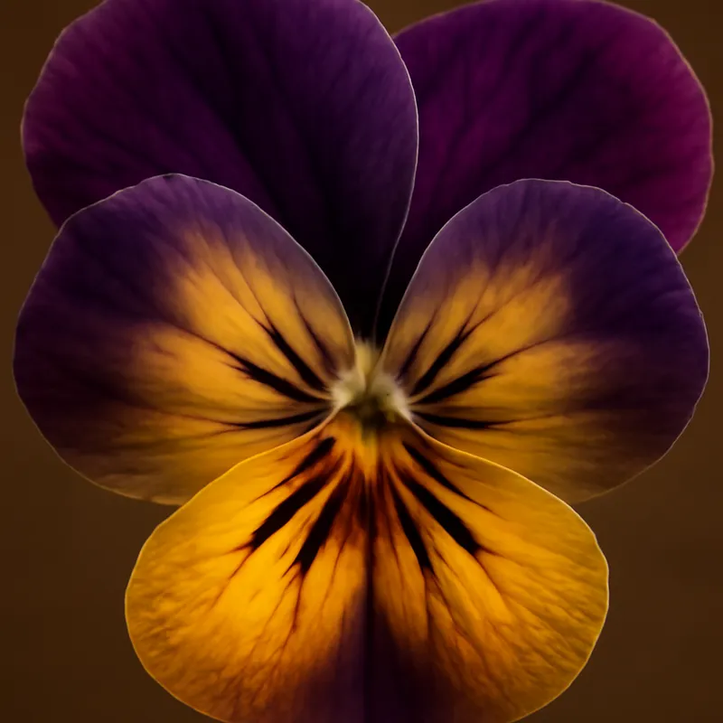 Pensé – klassisch – Bild 2