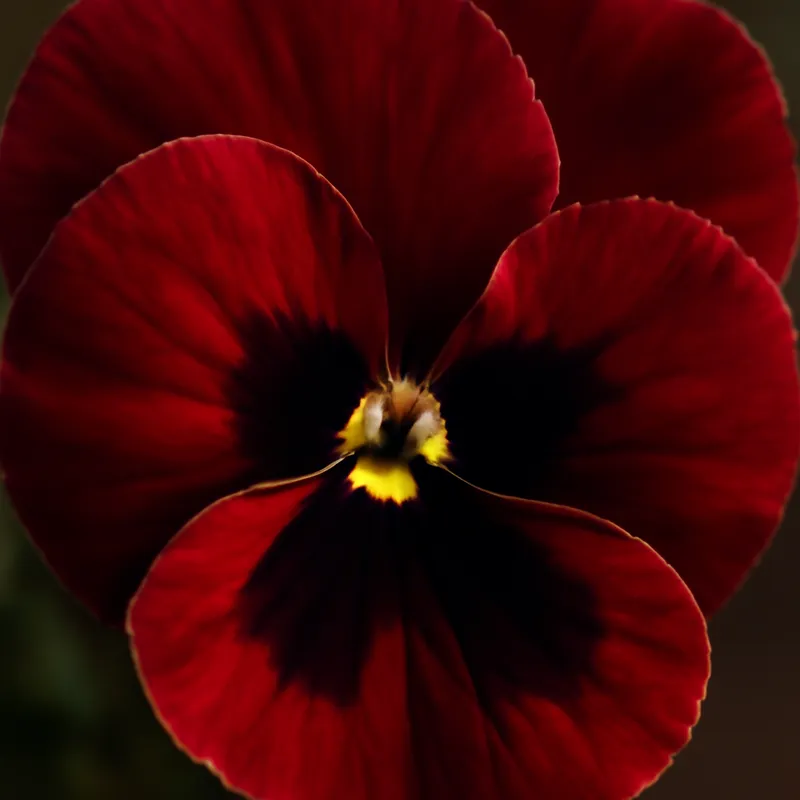 Stiefmütterchen – rot – Bild 2