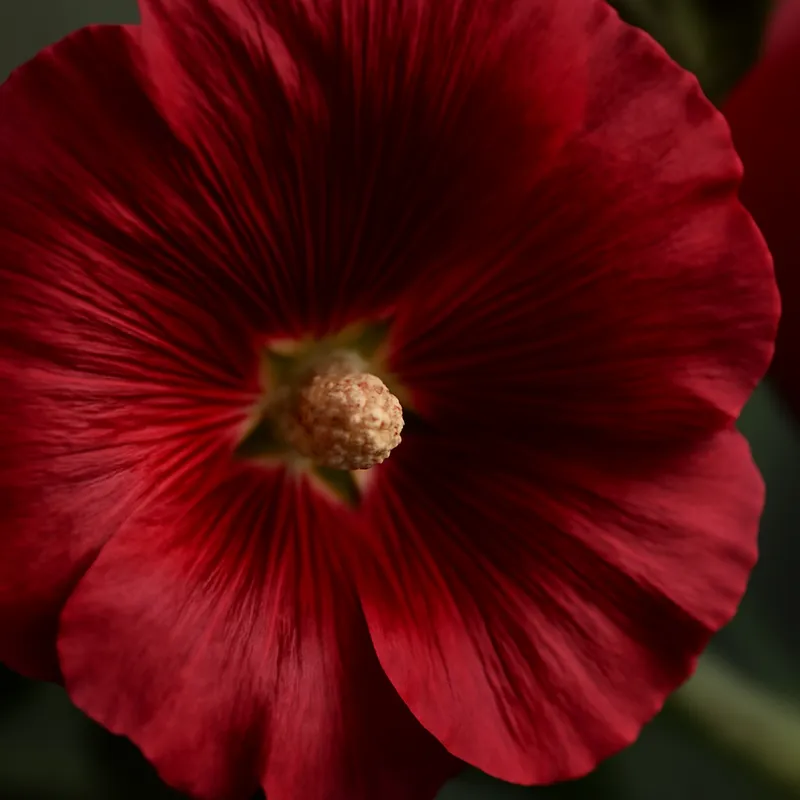 Stockrose – rot – Bild 2