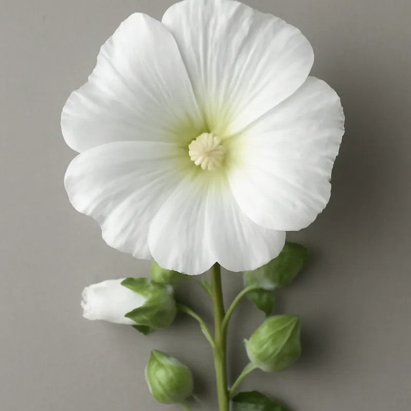 Stockrose - weiß – Bild 1