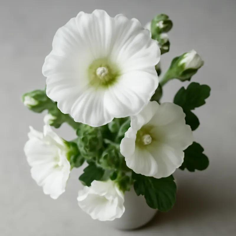 Stockrose - weiß – Bild 3