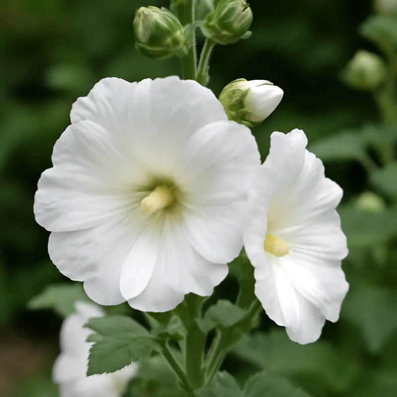 Stockrose - weiß – Bild 4