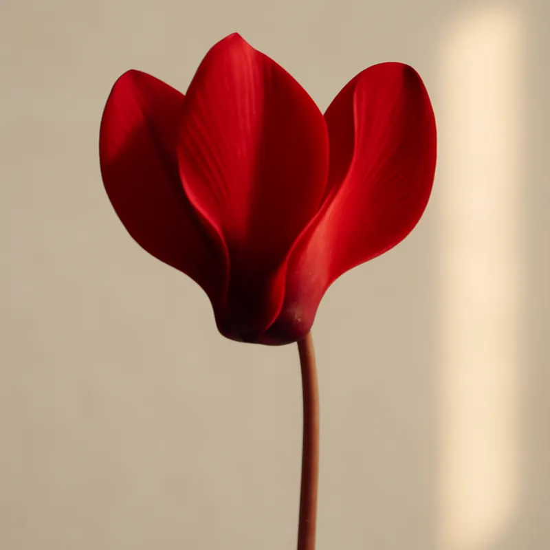Alpenveilchen – rot