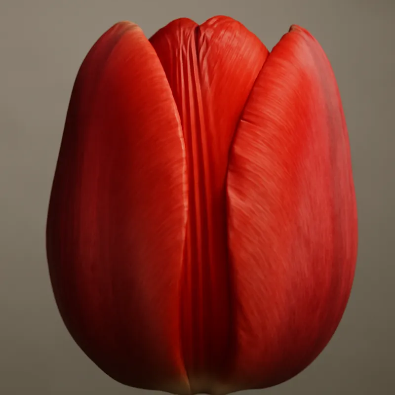 Tulpe – klassisch – Bild 2