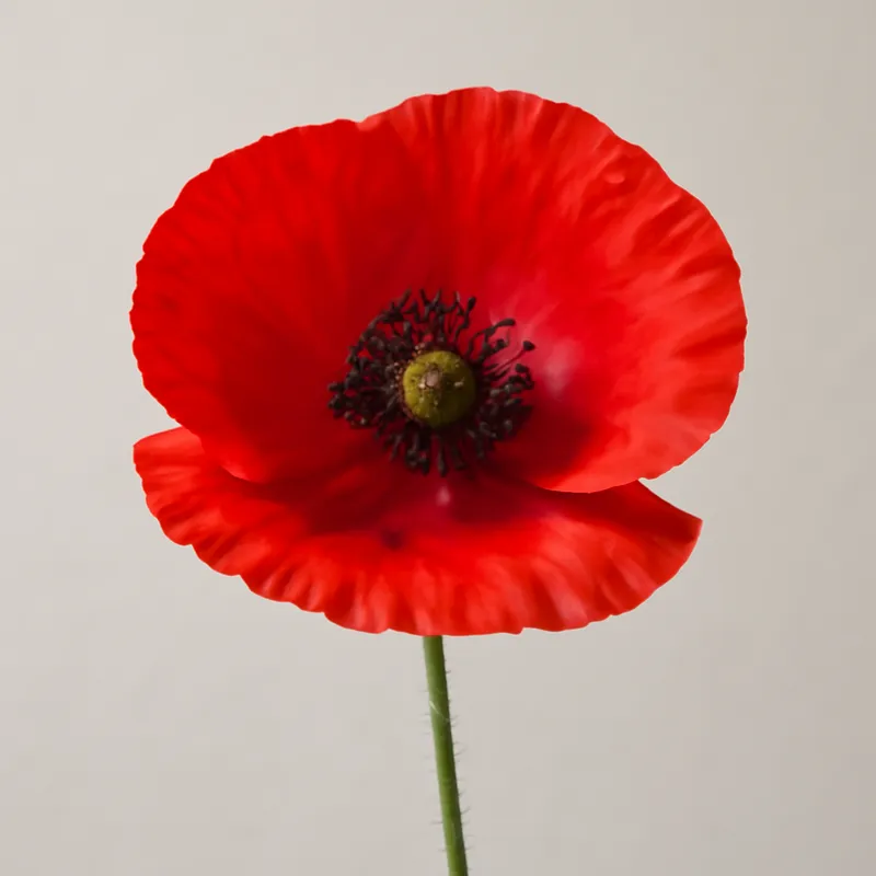 Mohn – rot