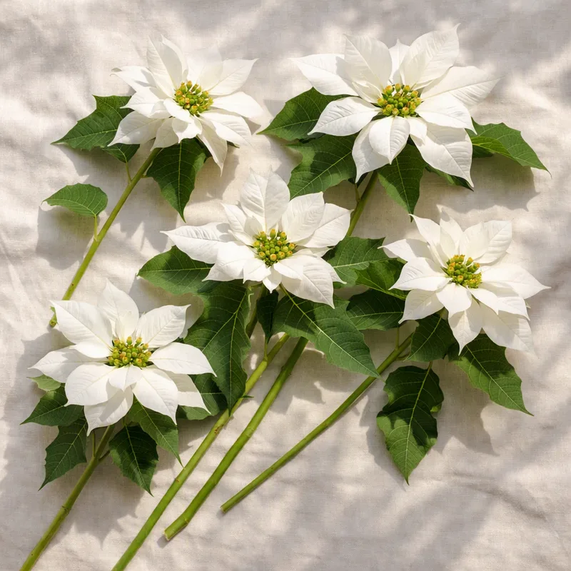 Weihnachtsstern - weiß - Bild 4