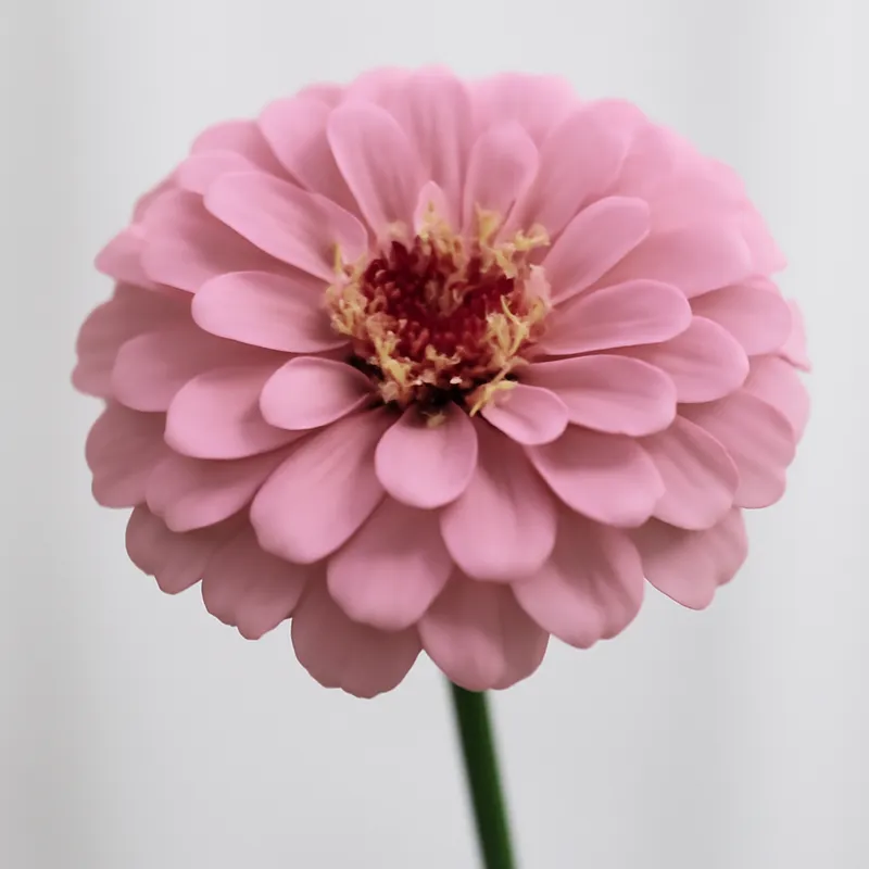Zinnia – rosa