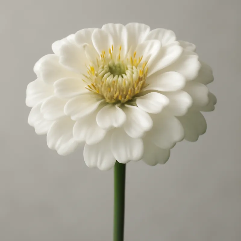 Zinnia – weiß – Bild 1