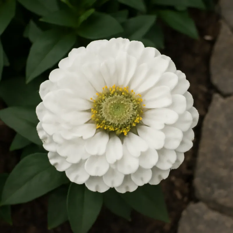 Zinnia – weiß – Bild 4