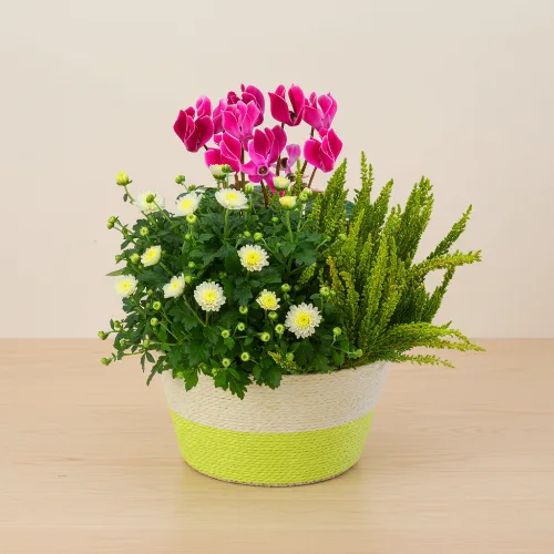 Herbstarrangement mit Alpenveilchen