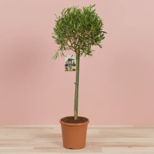 Olivenbaum