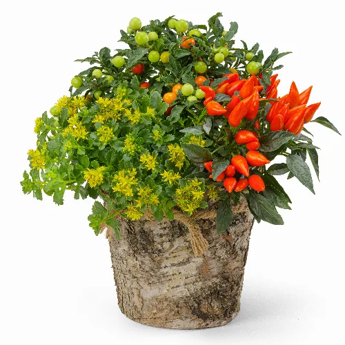 Herbstarrangement mit Zierpaprika